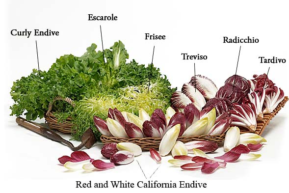 Different types of endive