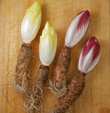 Endive Roots