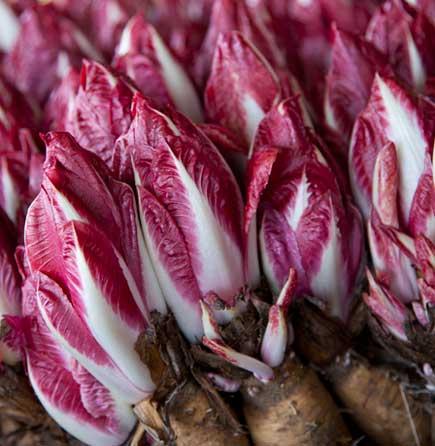 Red Endive