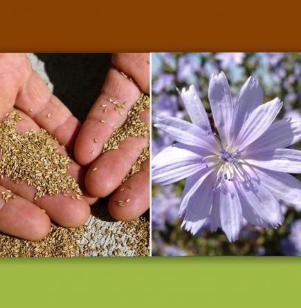 Chicory seed and flower