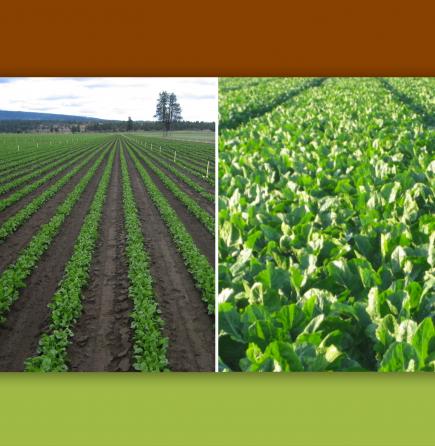 Chicory plants in the field