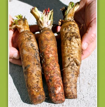 Harvested chicory roots